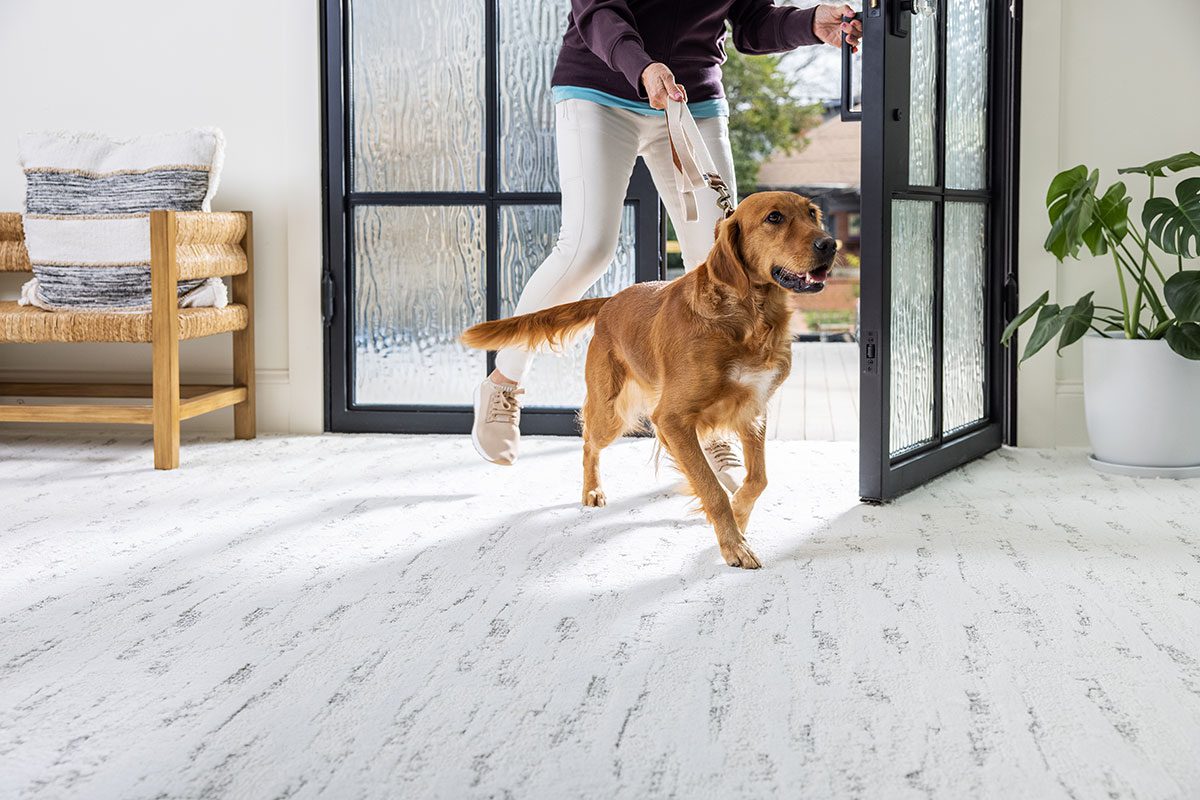 Discover Pet Perfect Carpet Carpetland USA
