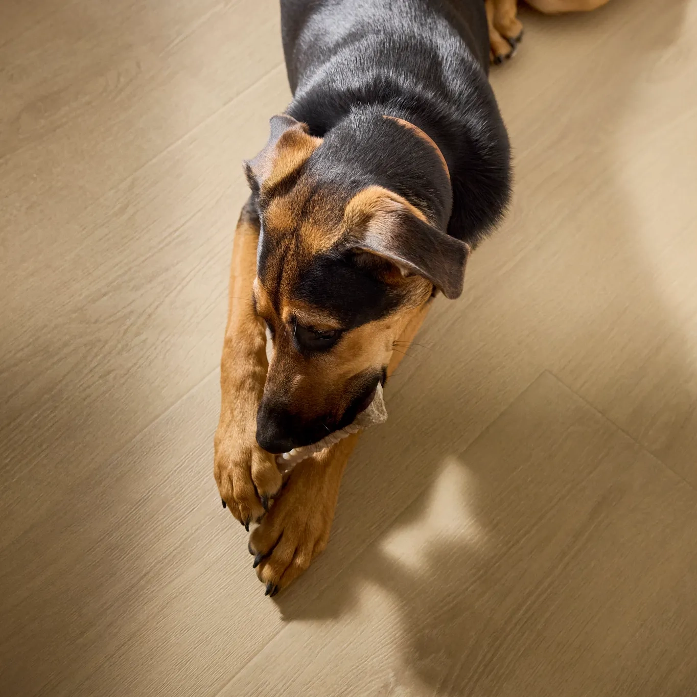Dog eating on haw Pet Perfect Laminate Flooring, Available at Carpetland USA.