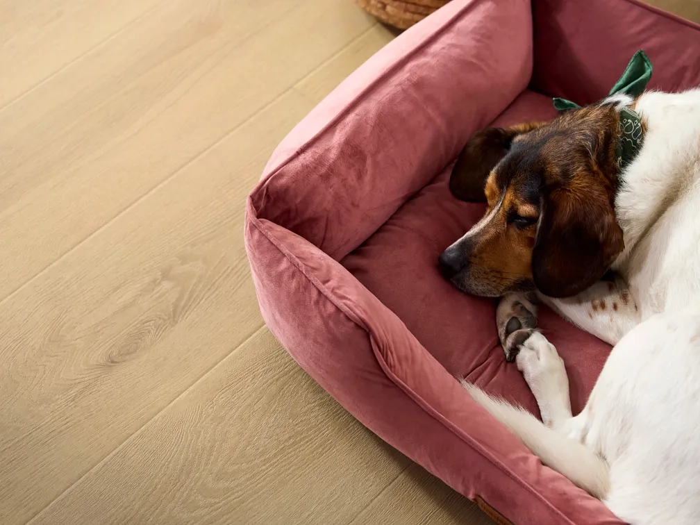 Dog falls asleep on Shaw Pet Perfect Laminate Flooring, Available at Carpetland USA.
