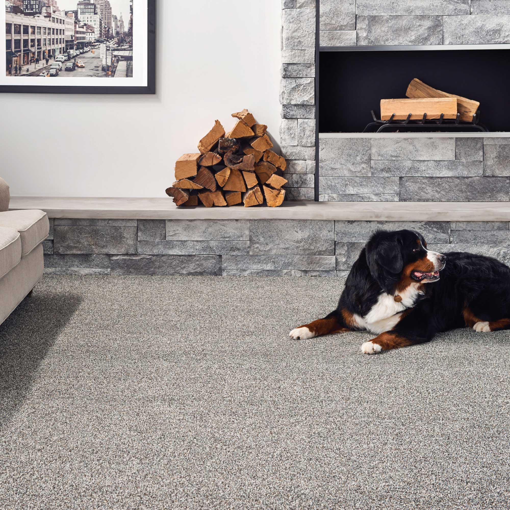 Large dog laying in front of the fireplace on pet-friendly, durable carpet from Shaw's Pet Perfect Carpet line, available at Carpetland USA.