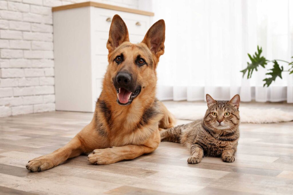 Dog and cat laying together on floor looking at you with curiousity.
